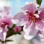아파트 Dionysia *